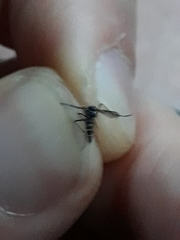 Aedes albopictus