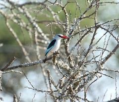Halcyon senegalensis