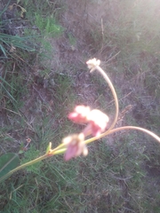 Pfaffia tuberosa