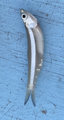 Anchoa mitchilli