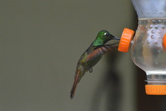 Heliodoxa rubricauda