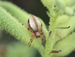 Salsa brisbanae