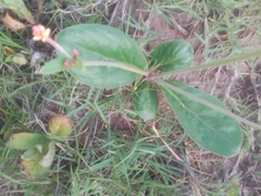 Pfaffia tuberosa