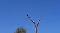 Cathartes aura