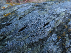 Pseudothelomma occidentale