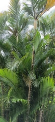 Dypsis lutescens