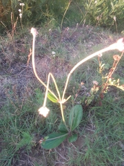 Pfaffia tuberosa