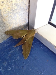 Xylophanes crotonis