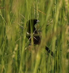 Euplectes albonotatus