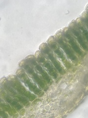 Polytrichastrum ohioense