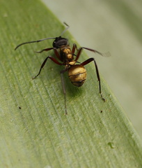 Polyrhachis rufifemur