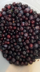 Vaccinium membranaceum
