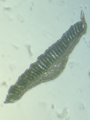 Polytrichastrum ohioense