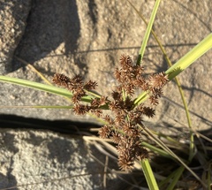 Cyperus ligularis