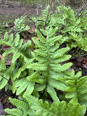 Polypodium californicum