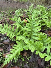 Polypodium californicum