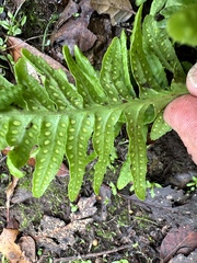 Polypodium californicum