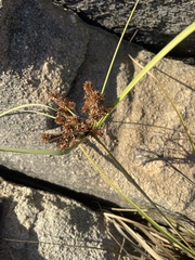 Cyperus ligularis
