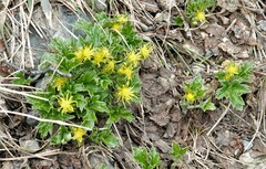 Hamadryas magellanica