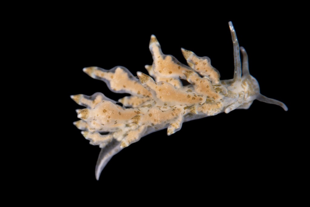 Nudibranchus scintillans