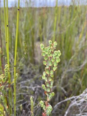 Cliffortia