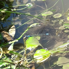 Cyanallagma bonariense