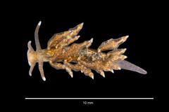 Eubranchus scintillans