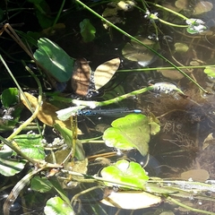 Cyanallagma bonariense
