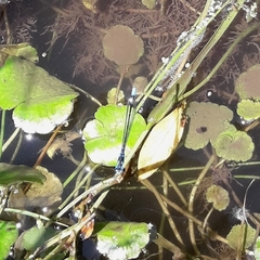 Cyanallagma bonariense