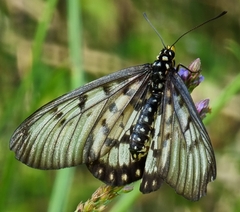 Acraea andromacha