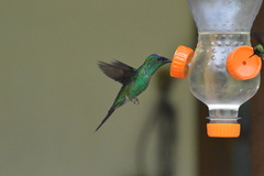 Thalurania glaucopis