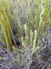 Cliffortia