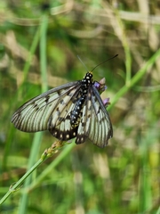 Acraea andromacha
