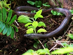 Geophis brachycephalus