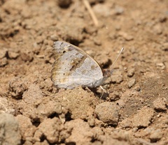 Junonia hierta