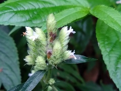 Lepidagathis formosensis