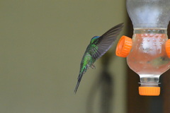 Thalurania glaucopis