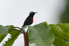 Leptocoma brasiliana