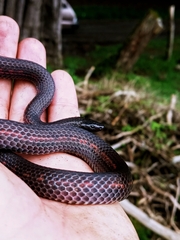 Geophis brachycephalus