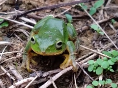 Zhangixalus taipeianus
