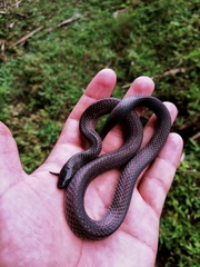 Geophis brachycephalus