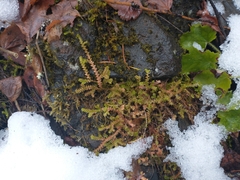 Selaginella douglasii