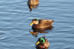 Anas rubripes × platyrhynchos