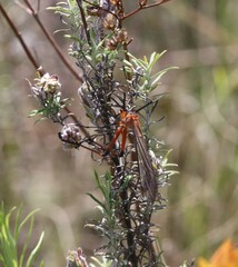 Harpobittacus australis