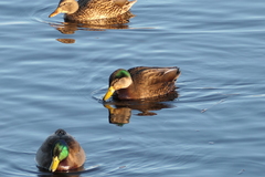 Anas rubripes × platyrhynchos