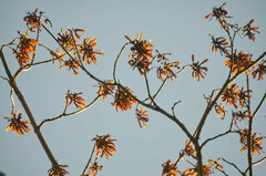Acer macrophyllum