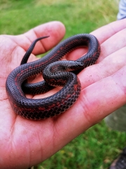 Geophis brachycephalus