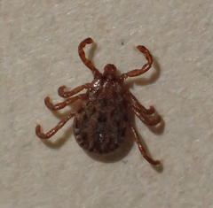 Dermacentor occidentalis
