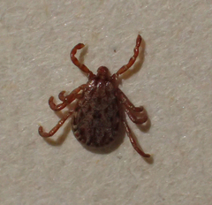 Dermacentor occidentalis