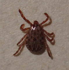 Dermacentor occidentalis